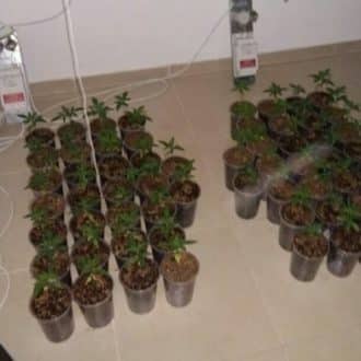 נתפסו גם 213 שתילים זעירים (צילום ארכיון להמחשה: דוברות המשטרה)