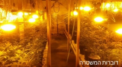 עשרות שתילי סם (אילוסטרציה)