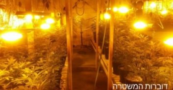 אישום: גידל קנאביס בשווי ארבעה מיליון שקל