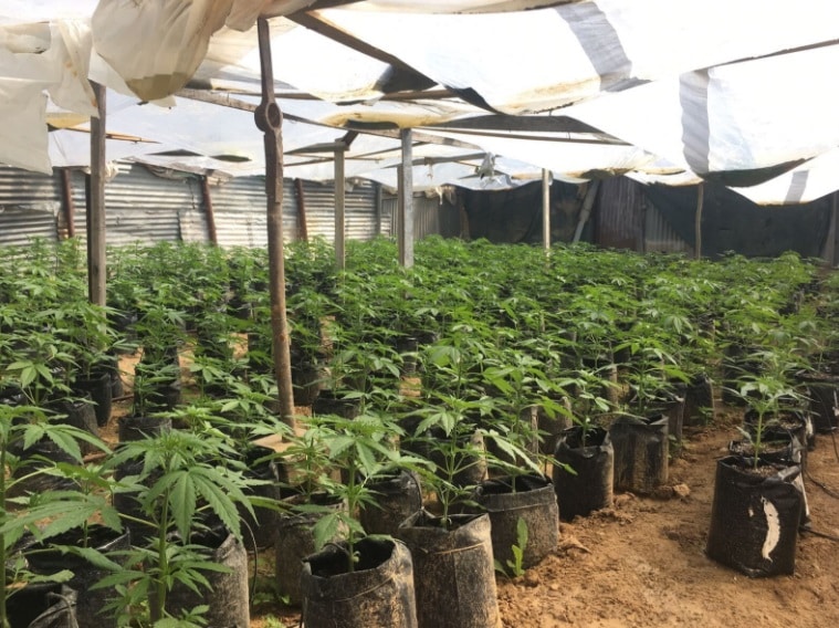 החממות שנחשפו