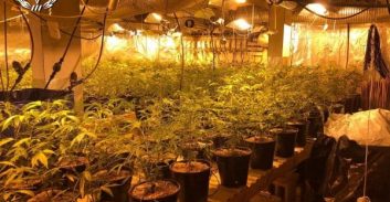 ראשל"צ: מוכר למשטרה חשוד בגידול כ-80 ק"ג קנאביס בדירתו