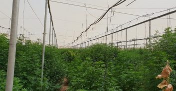 חשד: הסתנן מעזה וגידל בנגב יותר מ-1,600 שתילי מריחואנה