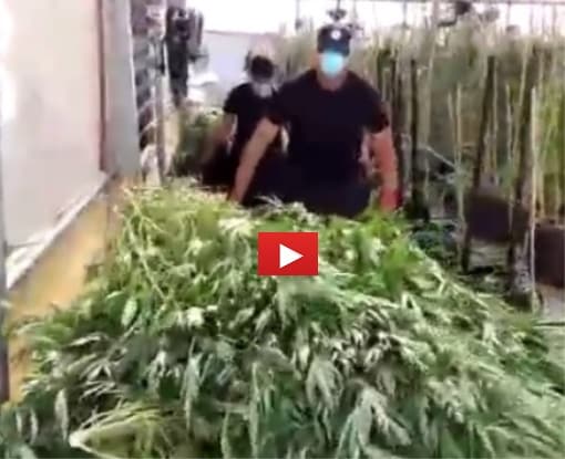 צפו בסרטוון: הפשיטה על חממות המריחואנה הענקיות בניצני עוז