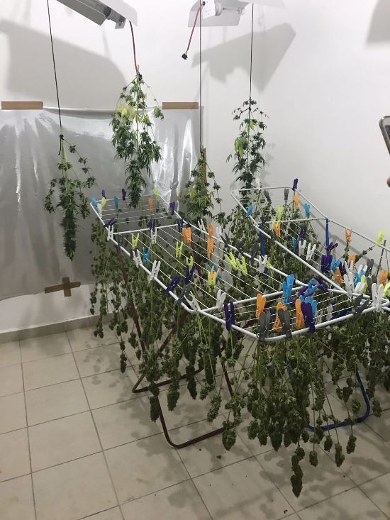 מריחואנה מיובשת על מתלה כביסה