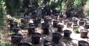 חמישה חודשי עבודות שירות לנאשם שגידל 1,300 שתילי מריחואנה