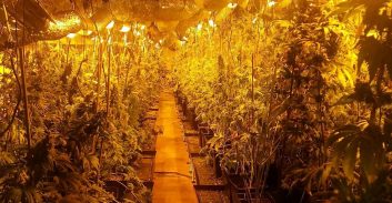 מגדל הסמים גידל גם מצפון והשמיד חלק מהיבול