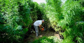 יער קנאביס ליד קיבוץ זיקים