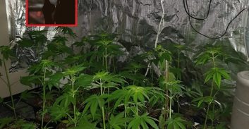 שופטת התחשבה במגדל קנאביס בכמות מסחרית כדי להתמודד עם כאבים כרונים