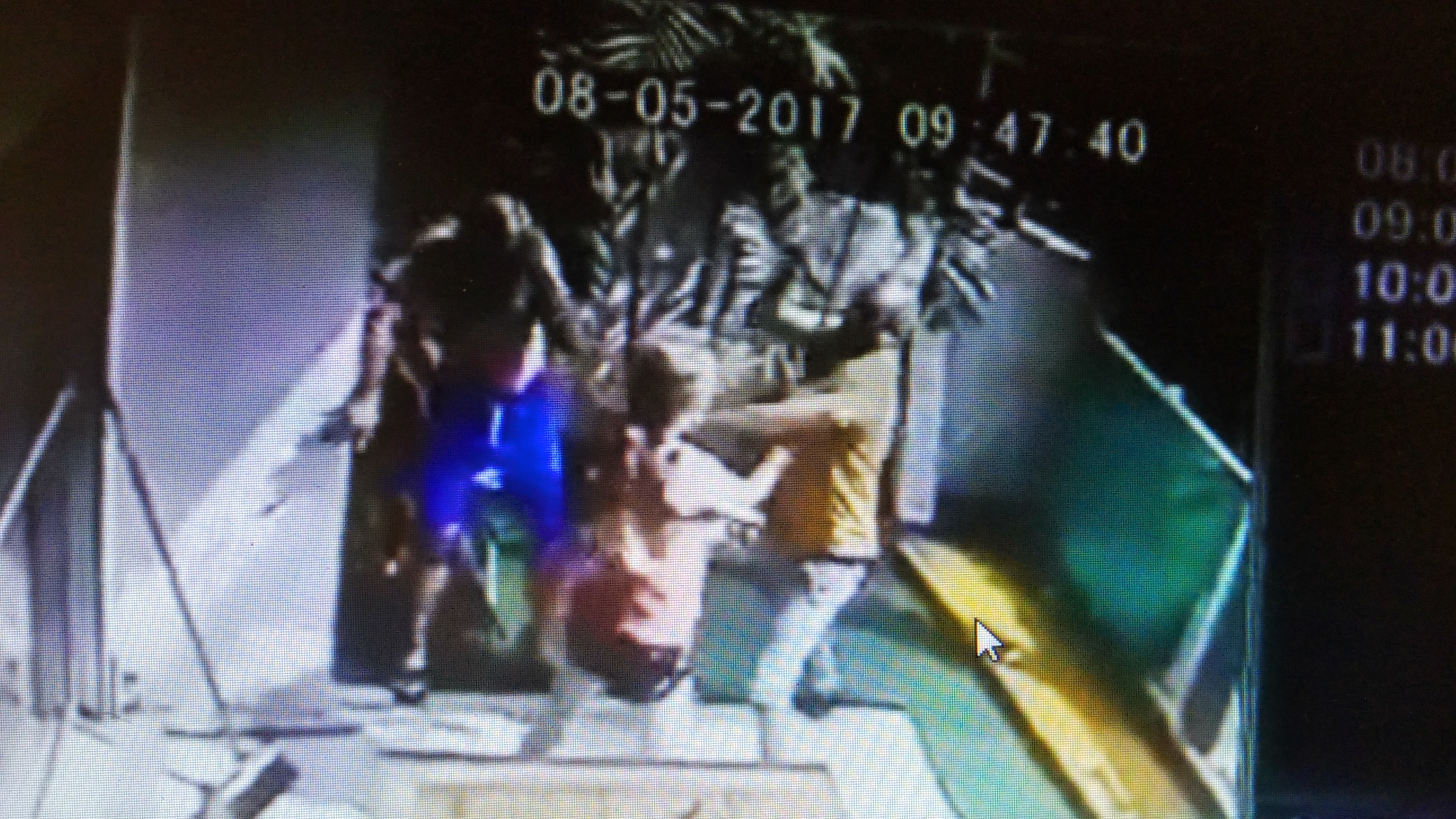 דיארי (מימין) בחצר השכנים (צילום מתוך הסרטון)