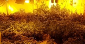 חיפה: מעבדת הידרו ו-148 שתילי מריחואנה בדירה