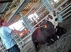 מנהל השחיטה ב"אדום אדום" הורשע בהתעללות בבעלי חיים