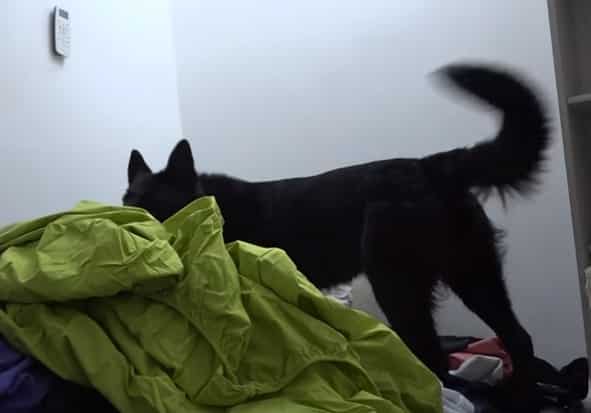 גם כלבים השתתפו בחיפושים