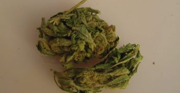 עבודות של"צ על 15 עסקאות סחר בסמים בטלגראס