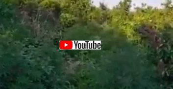 צפו בסרטון: שני חשודים ושדה מריחואנה ענק ליד קרית גת