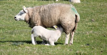 בית משפט: בדיקת דנ"א בעדר כבשים תקבע למי שייכים טלאים שתפסה המשטרה
