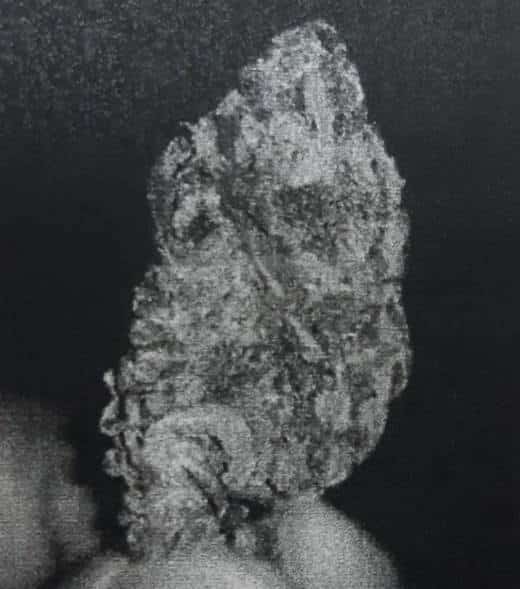 חלק מהקנאביס שנתפס בדירה (צילום מתוך תיק החקירה)