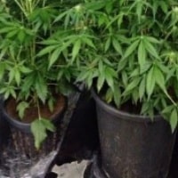 גידולים ביתיים לצריכה עצמית? (צילום ארכיון להמחשה: דוברות המשטרה)