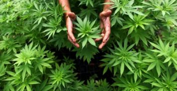 הצבא מאמין בשיקום סוחר הסמים הצעיר