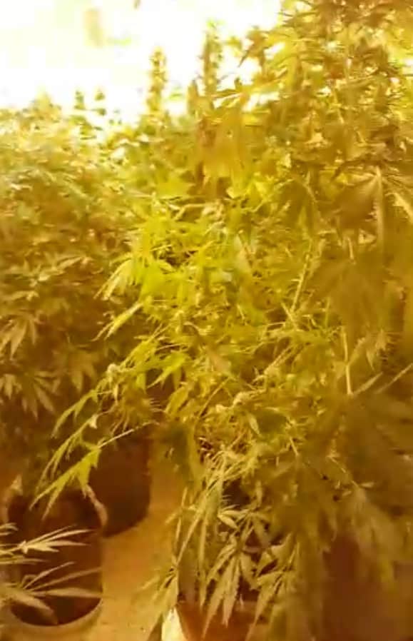 שתילים במעבדה באשקלון (צילום: משטרת ישראל)