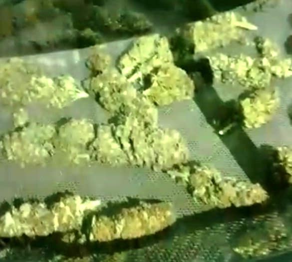 קנאביס לאחר ייבוש