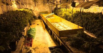 30 חודשי מאסר לנאשם שגידל 175 קילו מריחואנה