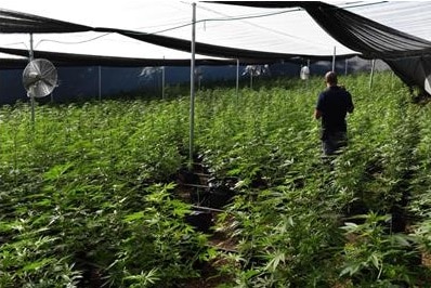 החממה שנתפסה בין המושבים שתולה ואבן מנחם