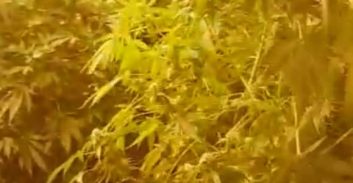 נעצר חשוד בגידול 1,250 שתילי מריחואנה בפזורה הבדואית בנגב