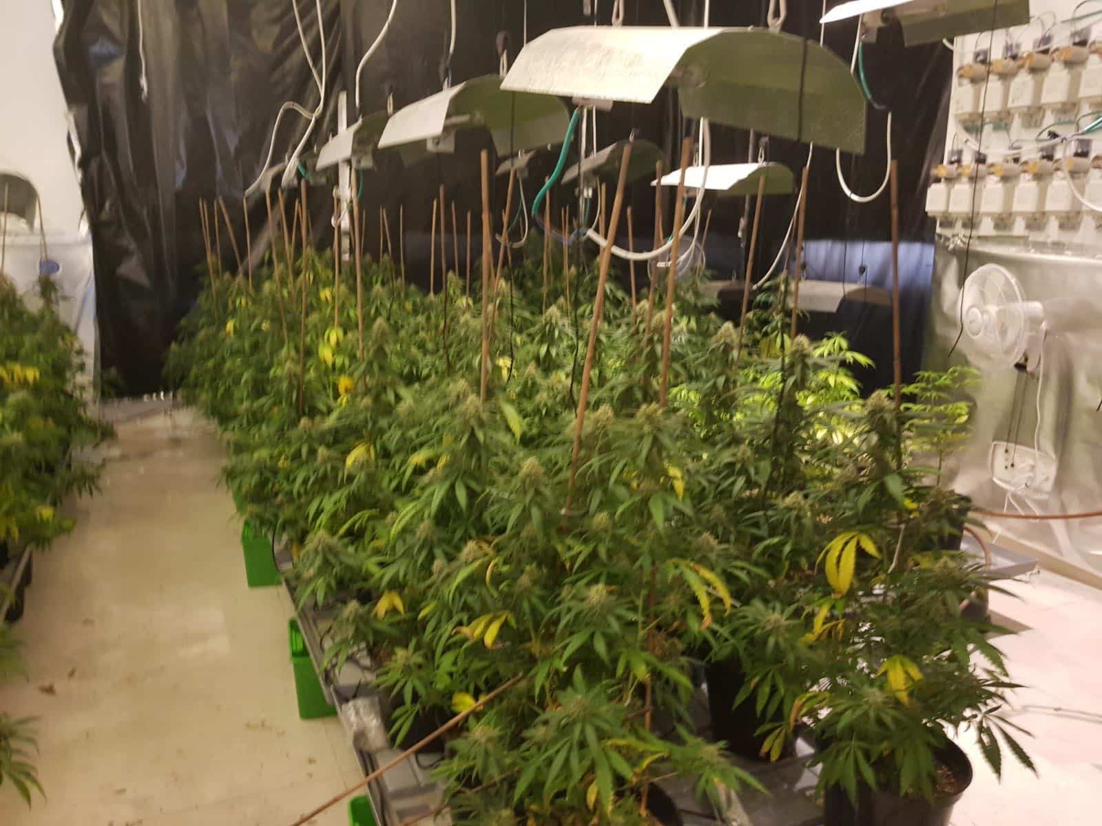 מאות שתילי סם (צילום: משטרת ישראל)