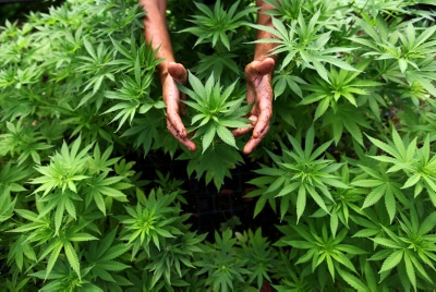 מכר לסוכן משטרתי כ-300 גרם (צילום אילוסטרציה: אביר סולטן, פלאש 90)