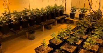 נתניה: בוגר יחידה 8200 נאשם בגידול 36 ק"ג קנאביס