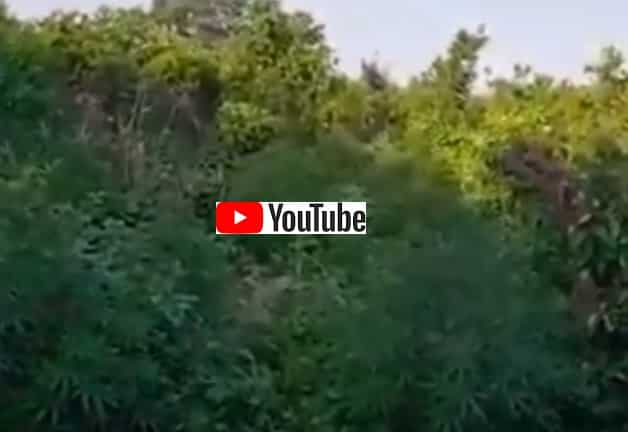 צפו בסרטון: שדה מריחואנה ענק ליד מושב אחוזם