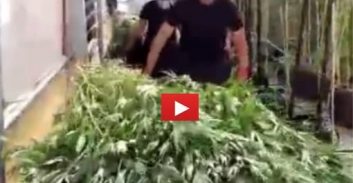 שחרור מוקדם לשניים ממורשעי תיק גידול 5.5 טון מריחואנה בניצני עוז