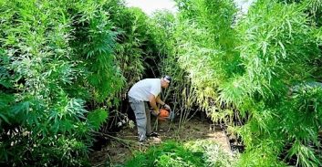 גנרלים ופוליטיקאים סוחרים בקנאביס, וכל השאר הולכים לכלא