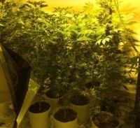 שיקום בתיק גידול של שתילי מריחואנה בפתח תקווה