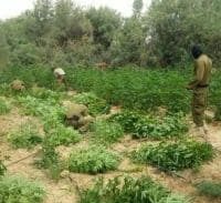 גידולי מריחואנה בשטח אש
