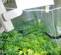 בתוך המחסן שבחצר: מעבדה לגידול קנאביס