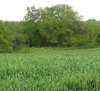 חשד: הונאת התלושים הגדולה