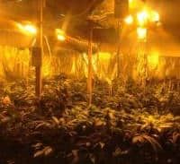 נחשפו בחיפה: מעבדה משוכללת למריחואנה ושני קילו קוקאין