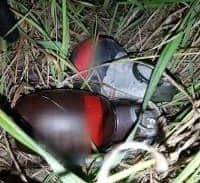 כנופיות אשקלון – העתודה