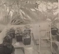 22 חודשי מאסר לנאשמת שגידלה מריחואנה בדירת "עמידר"