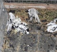 נשרף לו הפיוז, שרף את התוכים