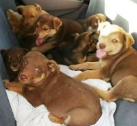 החשד: חווה לגידול גורים שמיועדים לקרבות כלבים