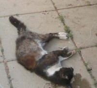 הפרקליטות דורשת מאסר לנאשם שהרג באכזריות גור חתולים