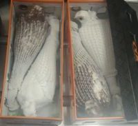 חשד: ניסה להבריח יונים נדירות דרך נתב"ג