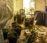 המריחואנה שלי, הקוקאין של האקסית