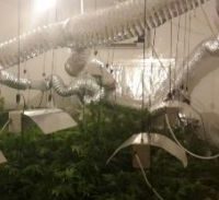 חצי שנת מאסר על סיוע בגידול סמים