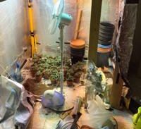 מעבדת מריחואנה במכון ליווי, ולהיפך