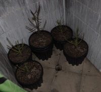 הכבאים הופתעו: מעבדת הידרו היא שגרמה לשריפה בדירה