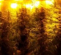 חשד: רשת מעבדות הידרו וסחר בקוקאין