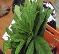 הצעה לתיקון הגדרת המריחואנה בפקודת הסמים